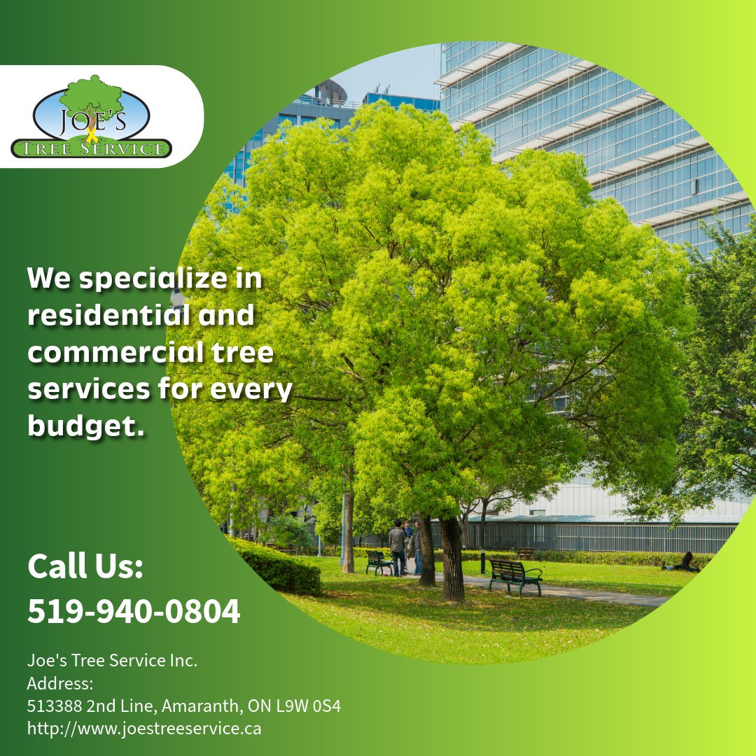 Learn expert advice on tree care, maintenance, and professional tree services to keep your property healthy, safe, and beautiful.