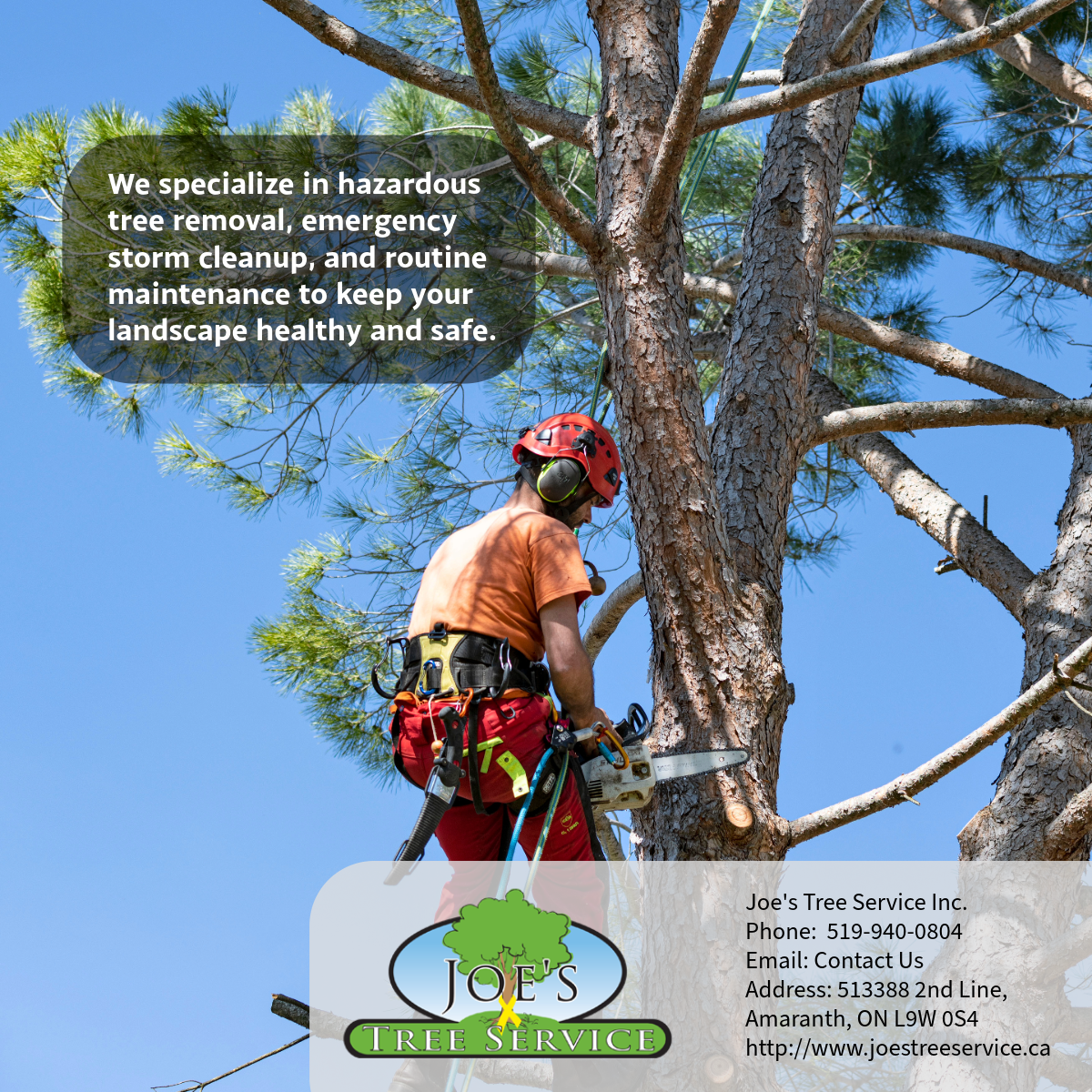 Learn expert early spring tree care tips for healthier, stronger trees in Amaranth, Ontario. Prepare your landscape for the growing season.